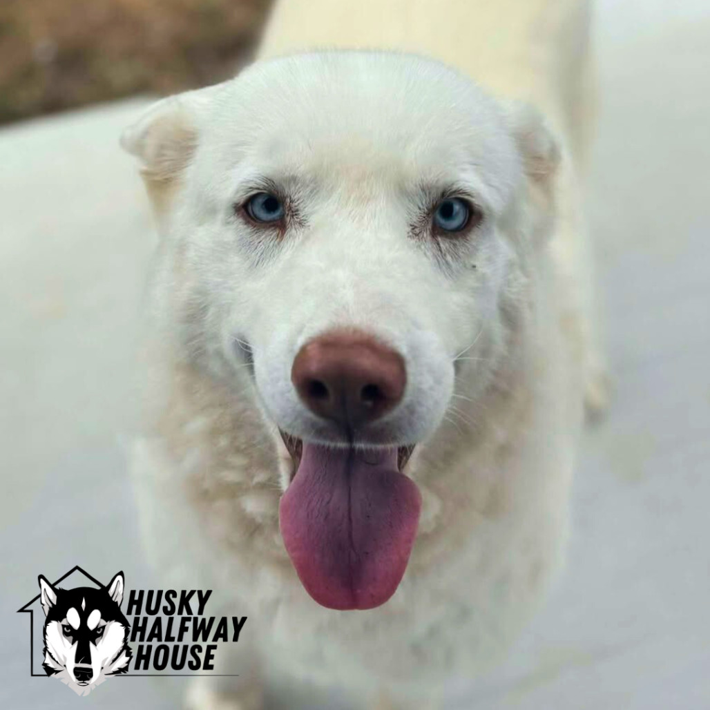 Marie, an adoptable Husky in Eufaula, OK, 74432 | Photo Image 4