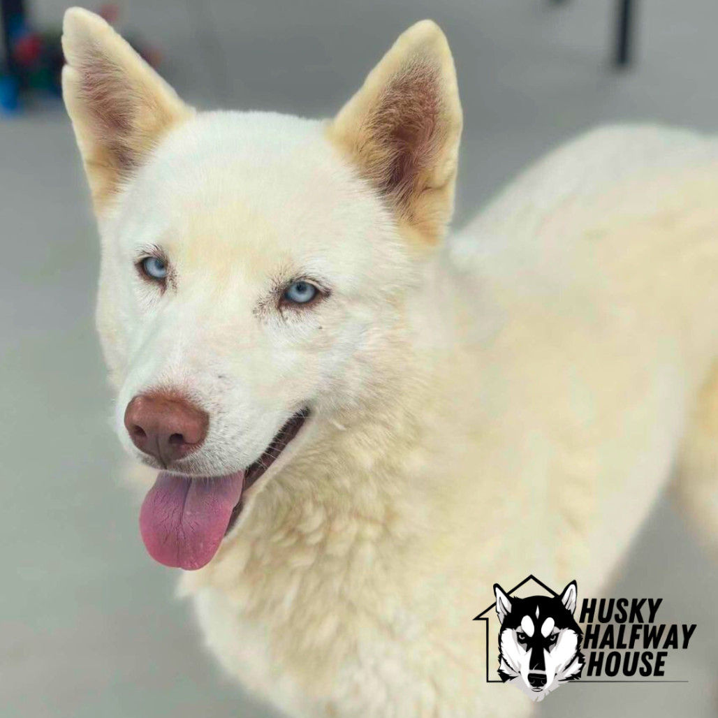 Marie, an adoptable Husky in Eufaula, OK, 74432 | Photo Image 5