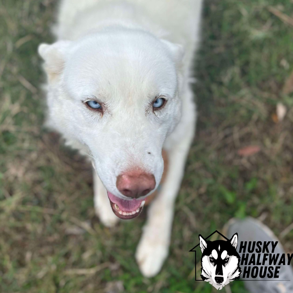 Marie, an adoptable Husky in Eufaula, OK, 74432 | Photo Image 6