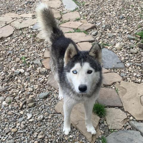 Fritz, an adoptable Husky in Eufaula, OK, 74432 | Photo Image 2