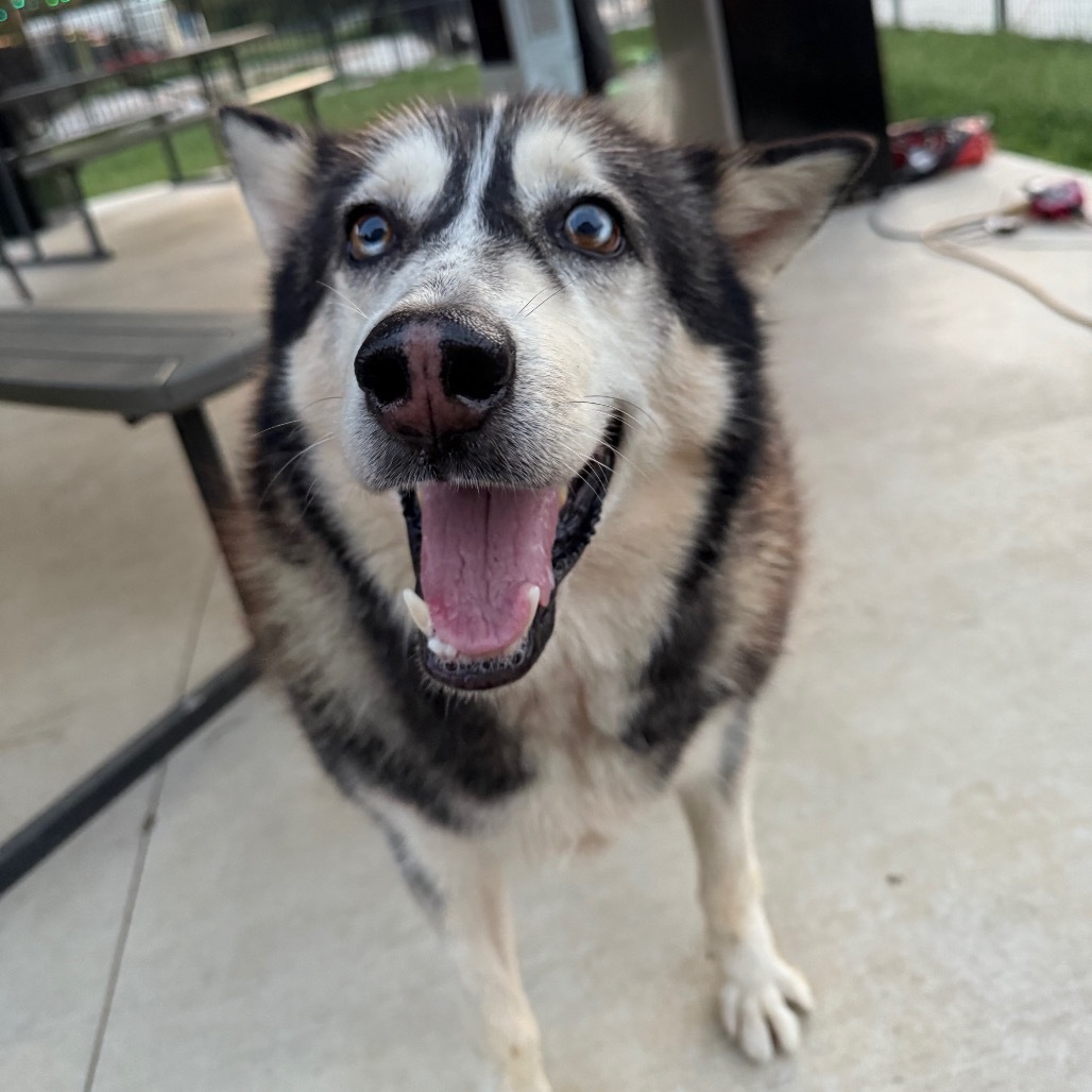 Glacier, an adoptable Husky in Eufaula, OK, 74432 | Photo Image 1