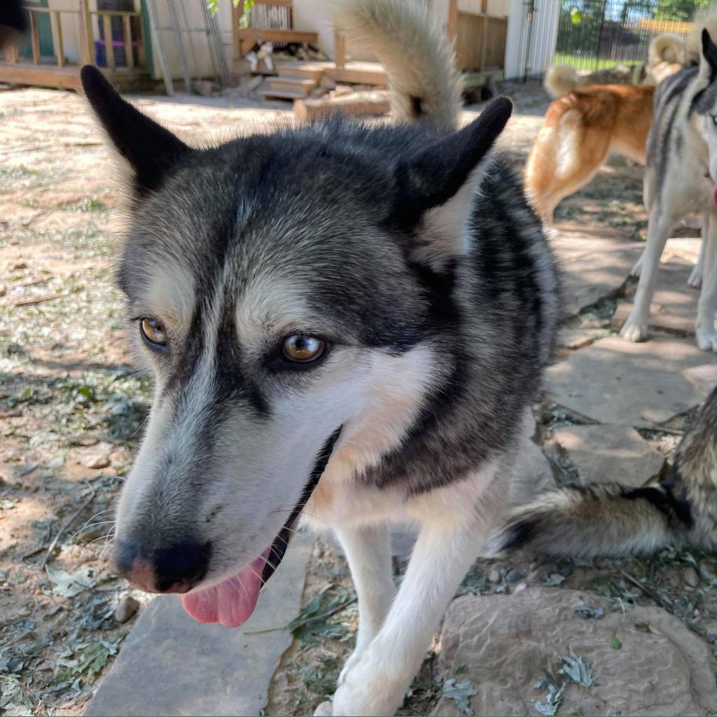 Glacier, an adoptable Husky in Eufaula, OK, 74432 | Photo Image 2