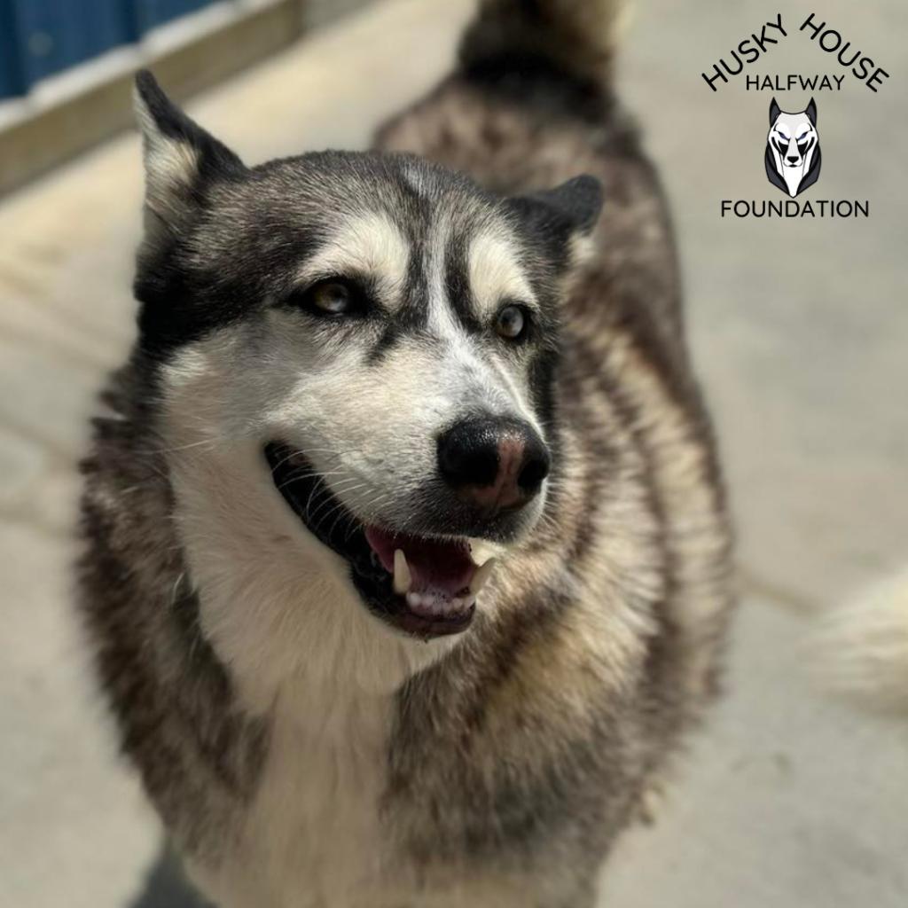 Glacier, an adoptable Husky in Eufaula, OK, 74432 | Photo Image 3