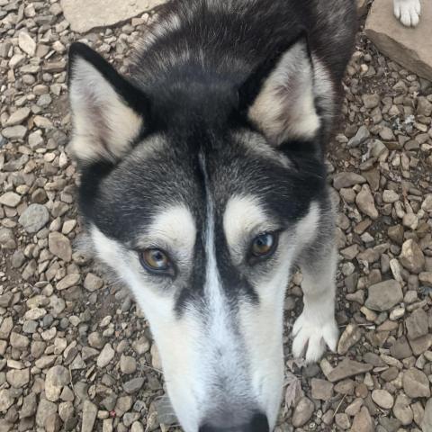 Glacier, an adoptable Husky in Eufaula, OK, 74432 | Photo Image 4