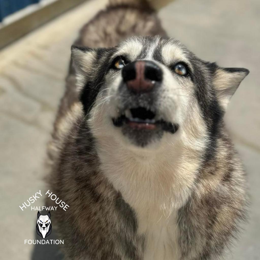 Glacier, an adoptable Husky in Eufaula, OK, 74432 | Photo Image 4