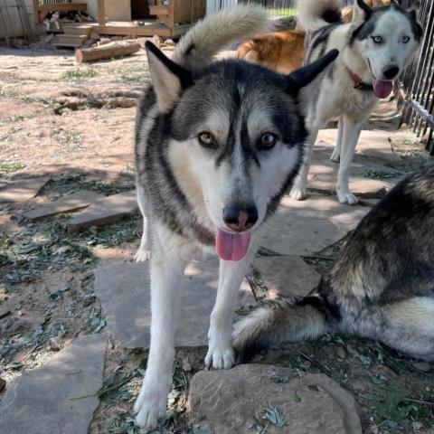 Glacier, an adoptable Husky in Eufaula, OK, 74432 | Photo Image 5