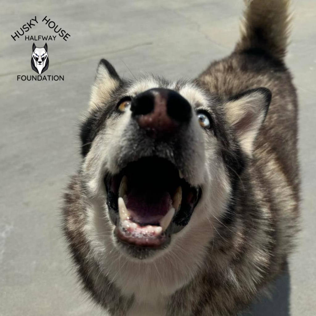 Glacier, an adoptable Husky in Eufaula, OK, 74432 | Photo Image 5