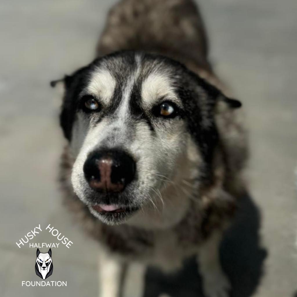 Glacier, an adoptable Husky in Eufaula, OK, 74432 | Photo Image 5