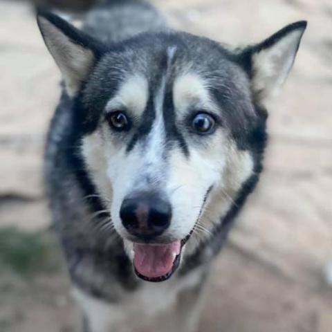 Glacier, an adoptable Husky in Eufaula, OK, 74432 | Photo Image 6