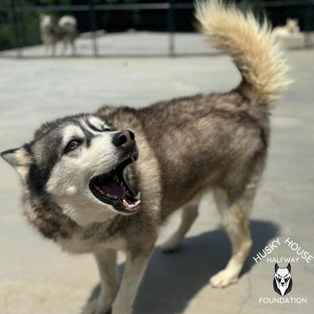 Glacier, an adoptable Husky in Eufaula, OK, 74432 | Photo Image 6