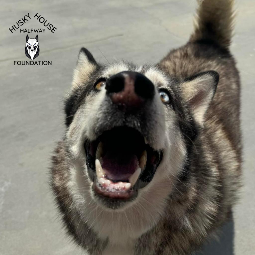 Glacier, an adoptable Husky in Eufaula, OK, 74432 | Photo Image 6
