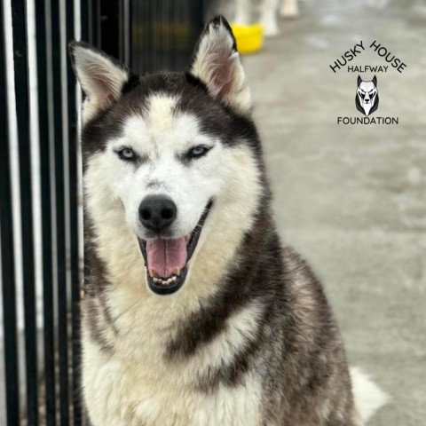 Oreo, an adoptable Siberian Husky in Eufaula, OK, 74432 | Photo Image 1