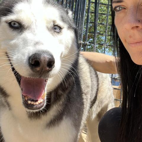 Oreo, an adoptable Siberian Husky in Eufaula, OK, 74432 | Photo Image 2