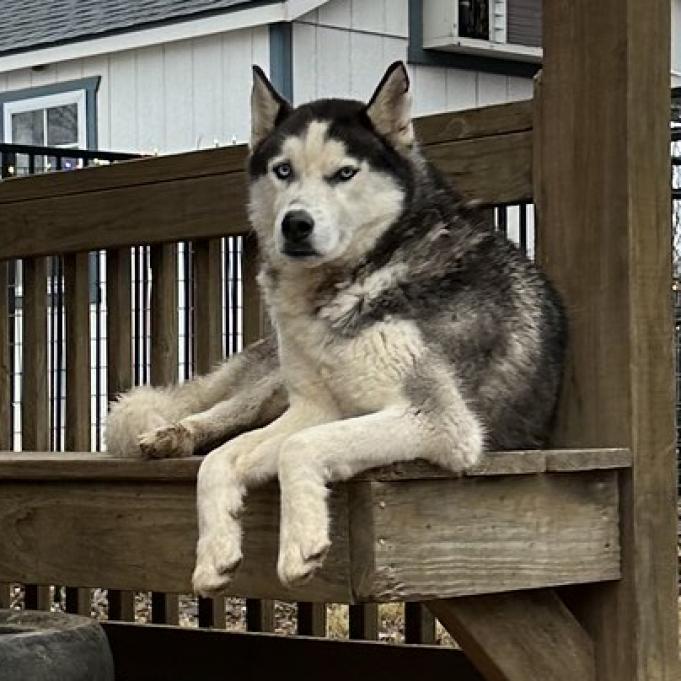 Oreo, an adoptable Siberian Husky in Eufaula, OK, 74432 | Photo Image 2