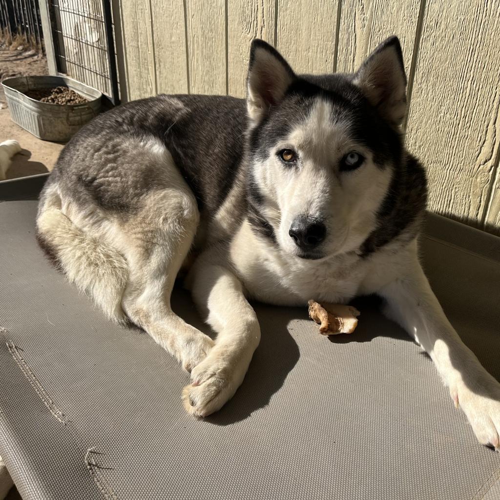 Oakley, an adoptable Husky in Eufaula, OK, 74432 | Photo Image 1