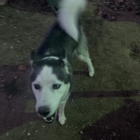 Oakley, an adoptable Husky in Eufaula, OK, 74432 | Photo Image 2