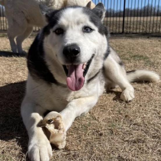 Oakley, an adoptable Husky in Eufaula, OK, 74432 | Photo Image 2