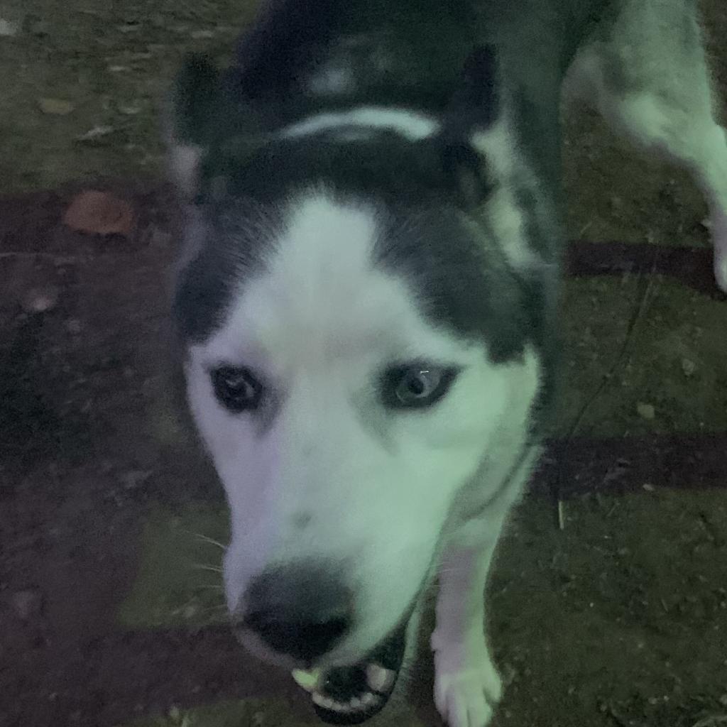 Oakley, an adoptable Husky in Eufaula, OK, 74432 | Photo Image 3