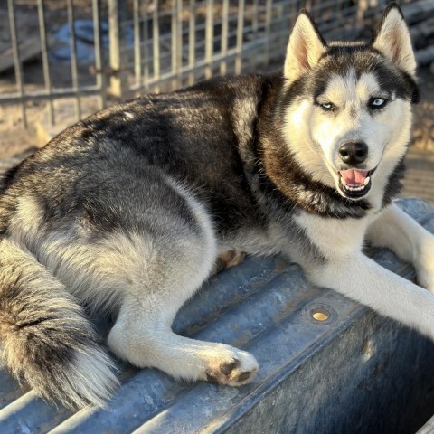 Django, an adoptable Siberian Husky in Eufaula, OK, 74432 | Photo Image 2