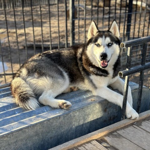 Django, an adoptable Siberian Husky in Eufaula, OK, 74432 | Photo Image 3