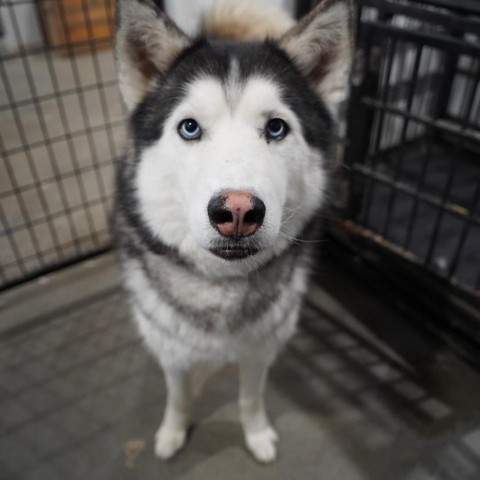 Atreyu, an adoptable Siberian Husky in Eufaula, OK, 74432 | Photo Image 2