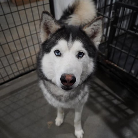 Atreyu, an adoptable Siberian Husky in Eufaula, OK, 74432 | Photo Image 3