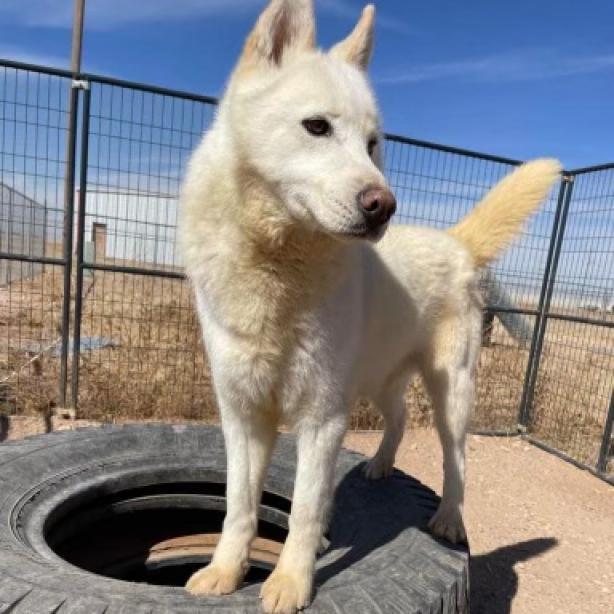 Albus, an adoptable Siberian Husky in Eufaula, OK, 74432 | Photo Image 1