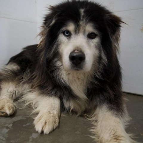 Bruce, an adoptable Siberian Husky in Eufaula, OK, 74432 | Photo Image 2
