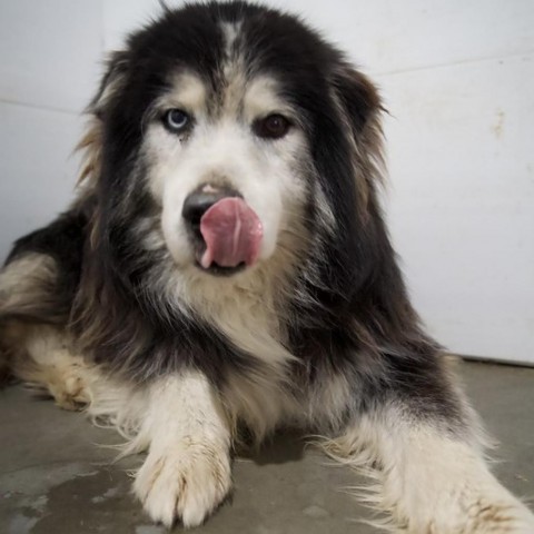 Bruce, an adoptable Siberian Husky in Eufaula, OK, 74432 | Photo Image 3