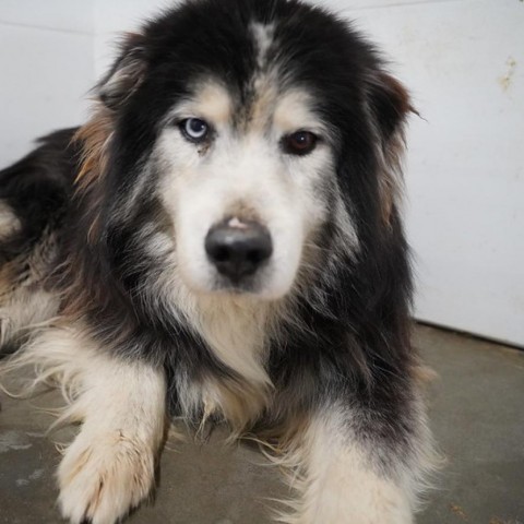 Bruce, an adoptable Siberian Husky in Eufaula, OK, 74432 | Photo Image 4