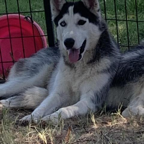 Jetsam, an adoptable Husky in Eufaula, OK, 74432 | Photo Image 1