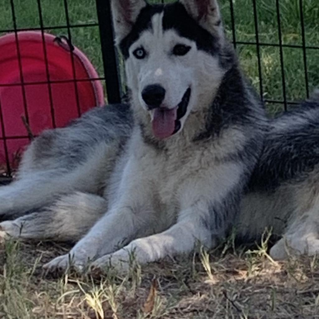 Jetsam, an adoptable Husky in Eufaula, OK, 74432 | Photo Image 1