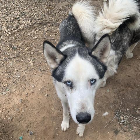 Blue 3, an adoptable Husky in Eufaula, OK, 74432 | Photo Image 1