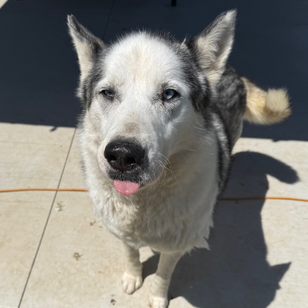 Blue 3, an adoptable Husky in Eufaula, OK, 74432 | Photo Image 1