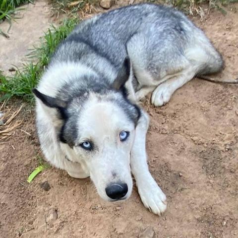 Blue 3, an adoptable Husky in Eufaula, OK, 74432 | Photo Image 2