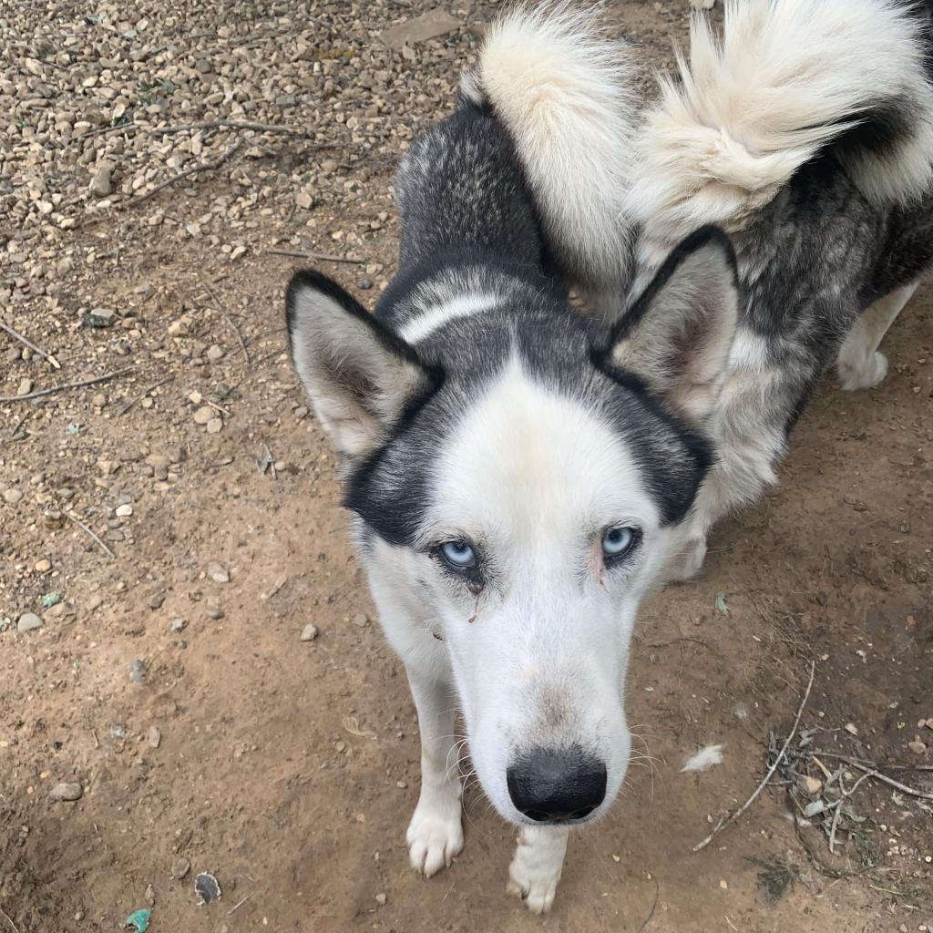 Blue 3, an adoptable Husky in Eufaula, OK, 74432 | Photo Image 2