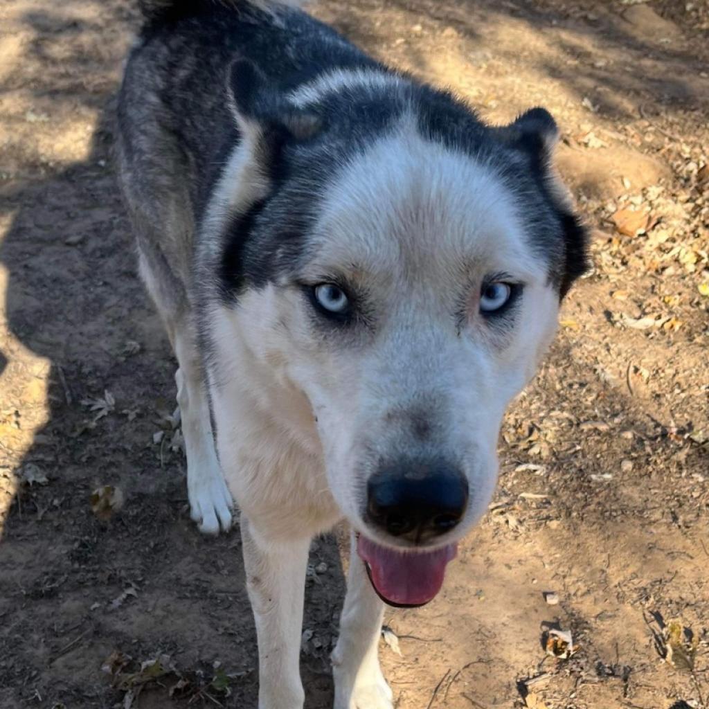 Blue 3, an adoptable Husky in Eufaula, OK, 74432 | Photo Image 3