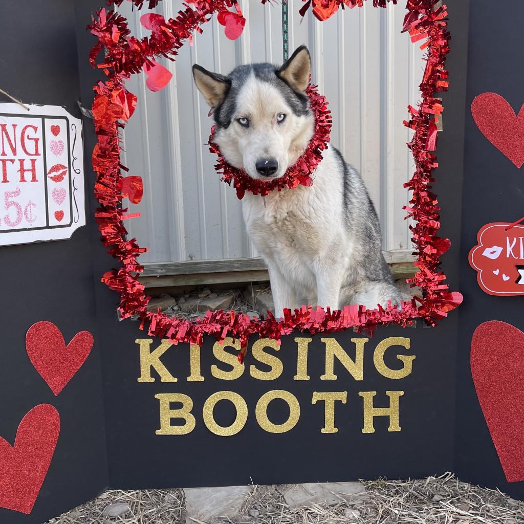 Blue 3, an adoptable Husky in Eufaula, OK, 74432 | Photo Image 3