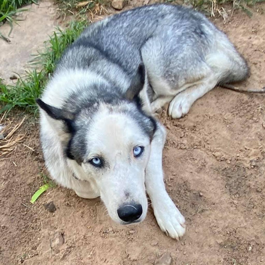 Blue 3, an adoptable Husky in Eufaula, OK, 74432 | Photo Image 4