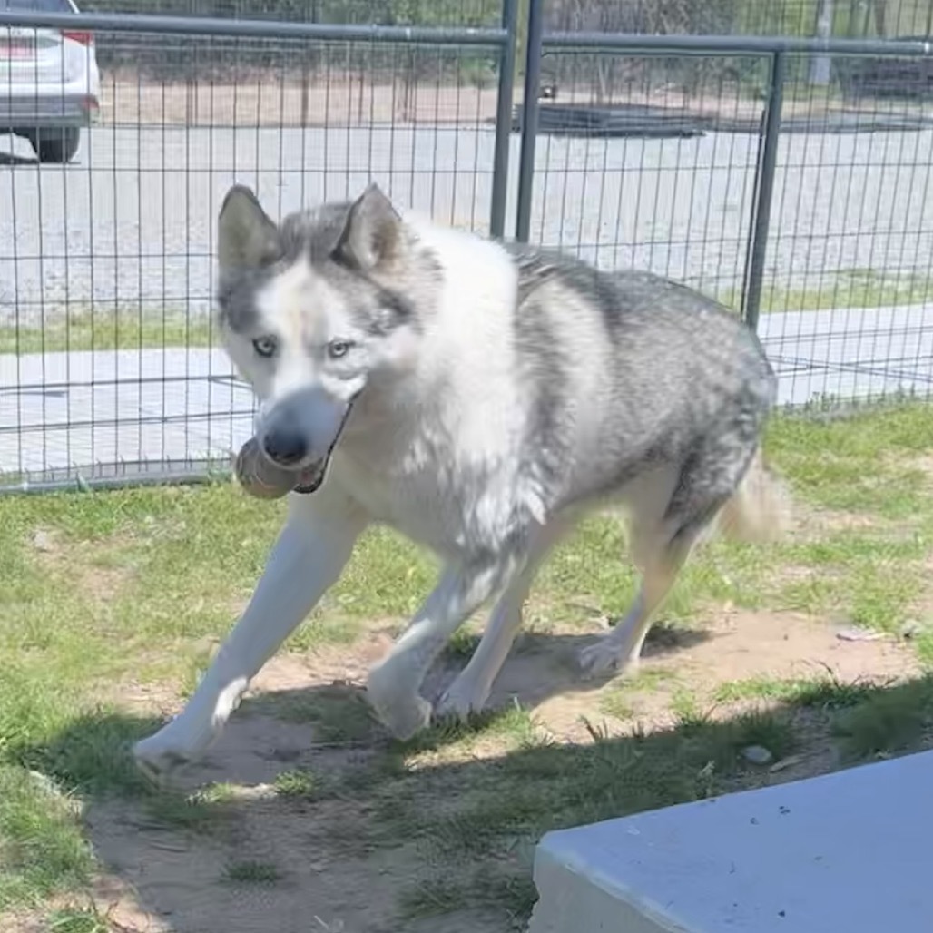 Blue 3, an adoptable Husky in Eufaula, OK, 74432 | Photo Image 6