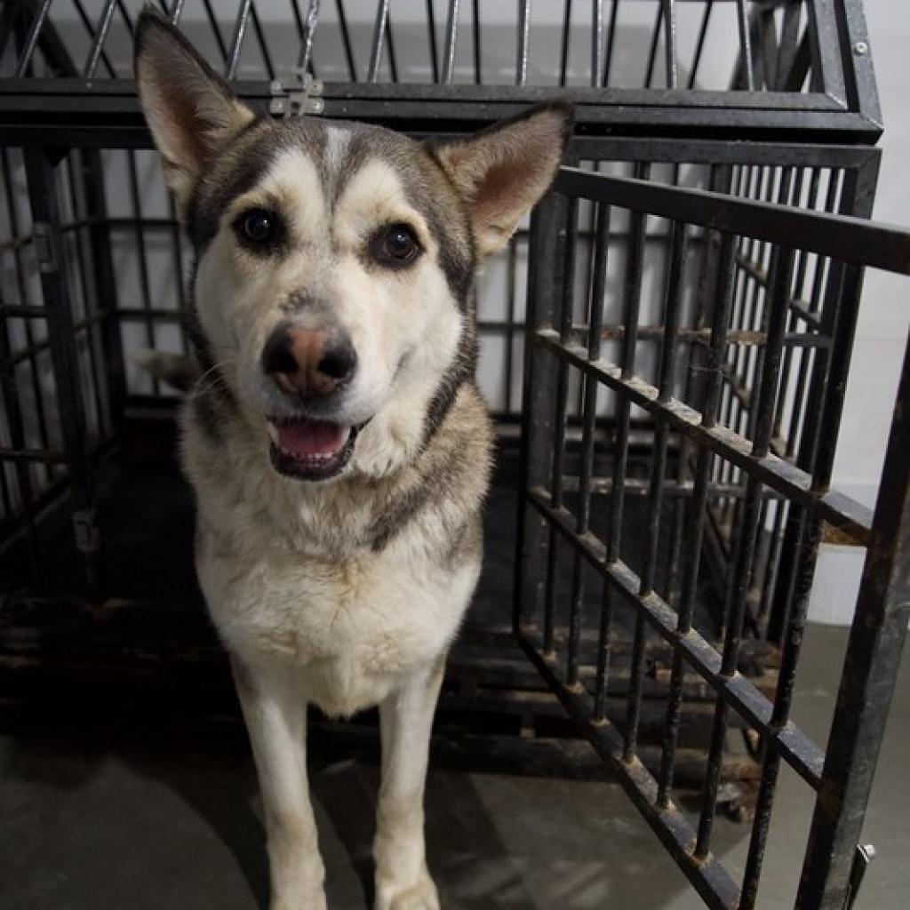 Kane, an adoptable Husky in Eufaula, OK, 74432 | Photo Image 2