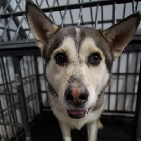 Kane, an adoptable Husky in Eufaula, OK, 74432 | Photo Image 4