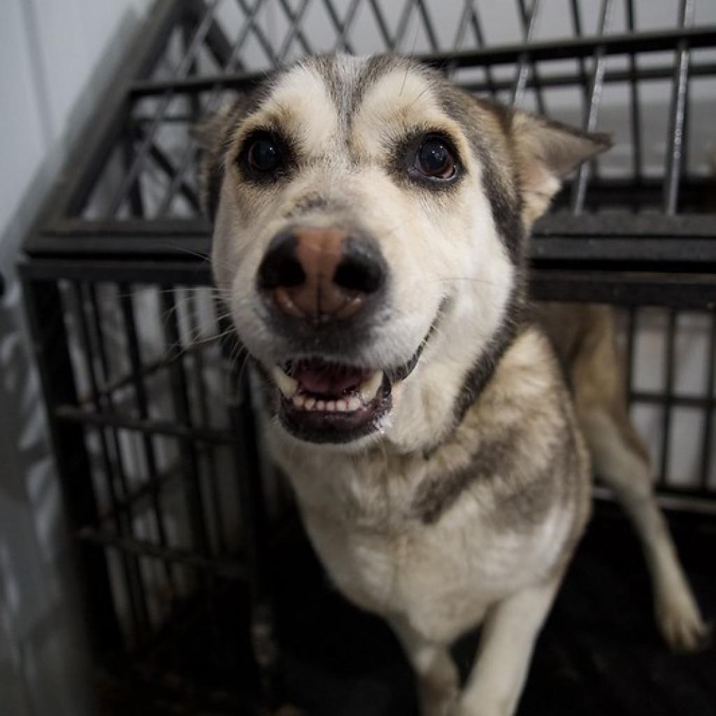 Kane, an adoptable Husky in Eufaula, OK, 74432 | Photo Image 4