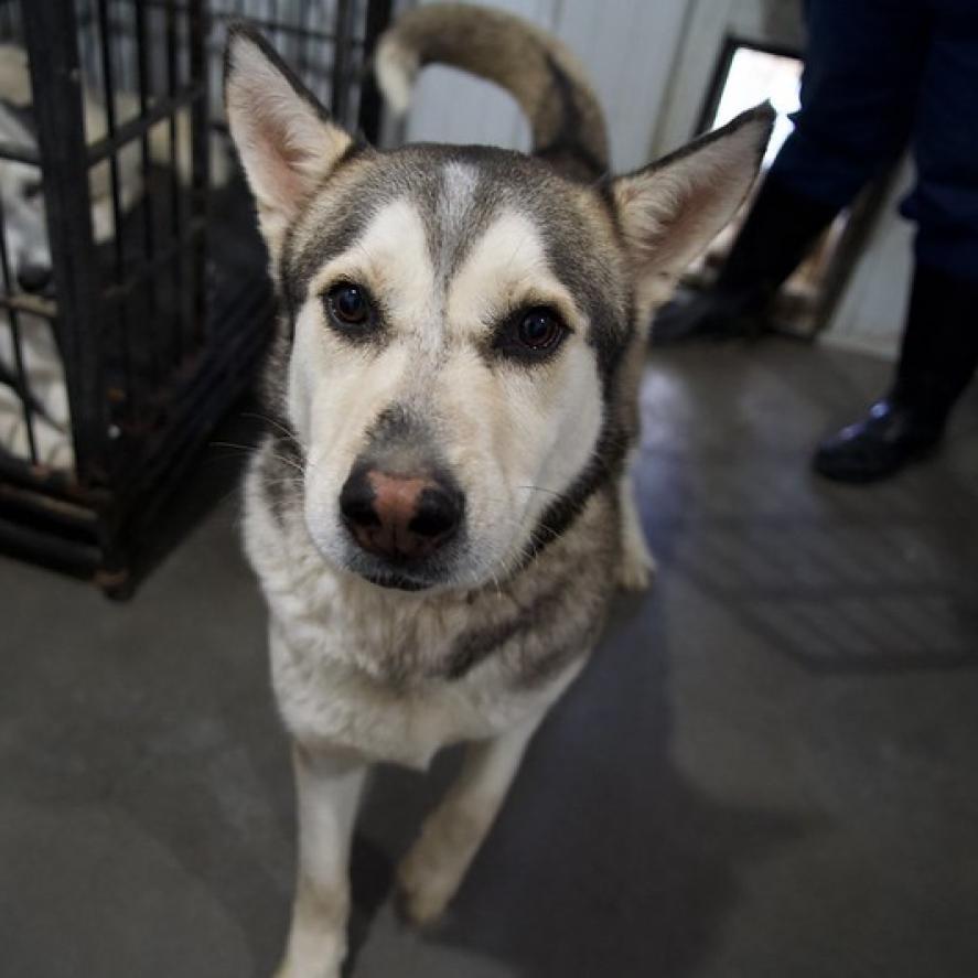 Kane, an adoptable Husky in Eufaula, OK, 74432 | Photo Image 5