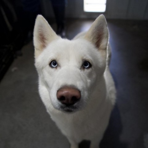 Target, an adoptable Siberian Husky in Eufaula, OK, 74432 | Photo Image 1