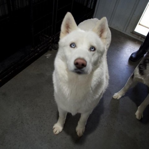 Target, an adoptable Siberian Husky in Eufaula, OK, 74432 | Photo Image 2