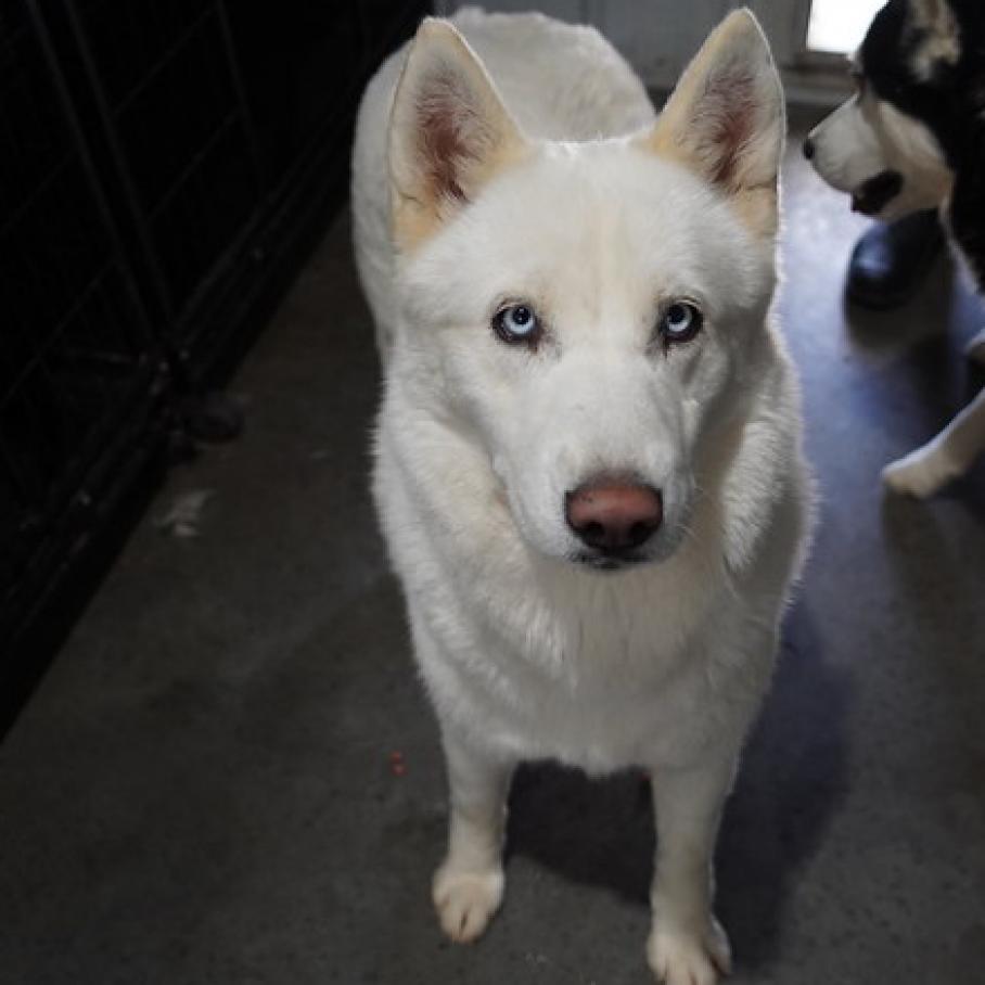 Target, an adoptable Siberian Husky in Eufaula, OK, 74432 | Photo Image 2