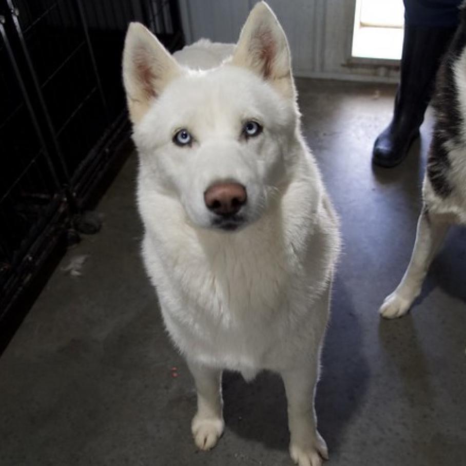 Target, an adoptable Siberian Husky in Eufaula, OK, 74432 | Photo Image 3