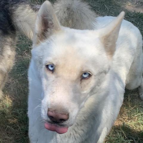 Target, an adoptable Siberian Husky in Eufaula, OK, 74432 | Photo Image 4