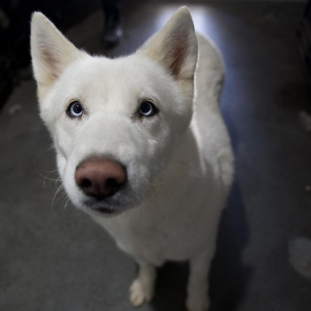 Target, an adoptable Siberian Husky in Eufaula, OK, 74432 | Photo Image 5